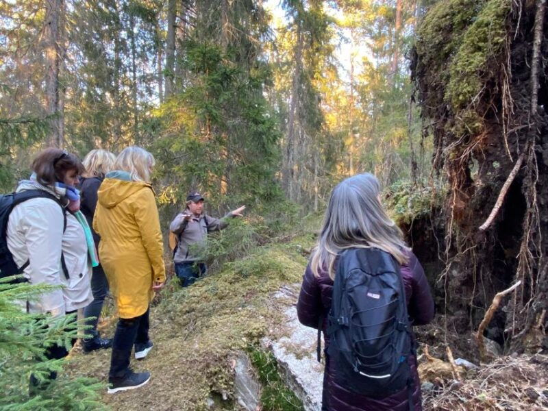 wolf-and-wildlife-tracking-in-sweden-2