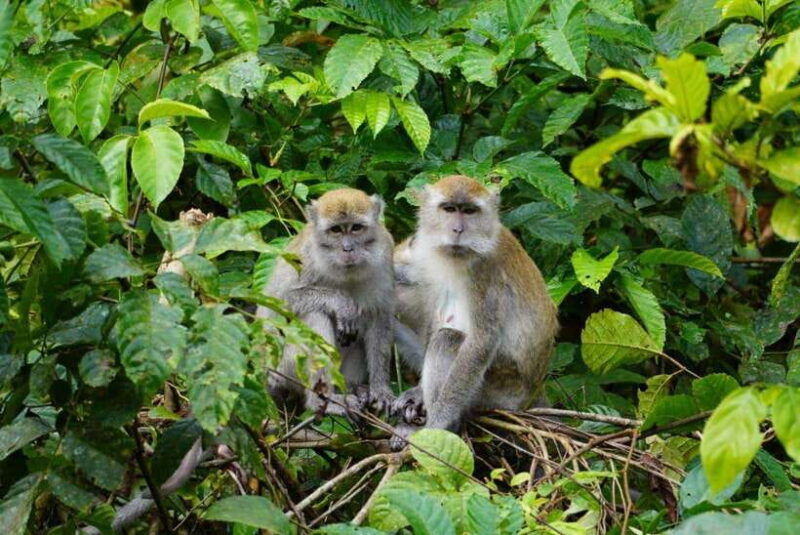 wonderfull-orangutan-sumatera-jungle-trekking-and-tour