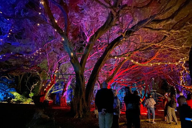 Wonderland by Night Norfolk Island - Wonderlands Await: A Review of Wonderland by Night Norfolk Island
