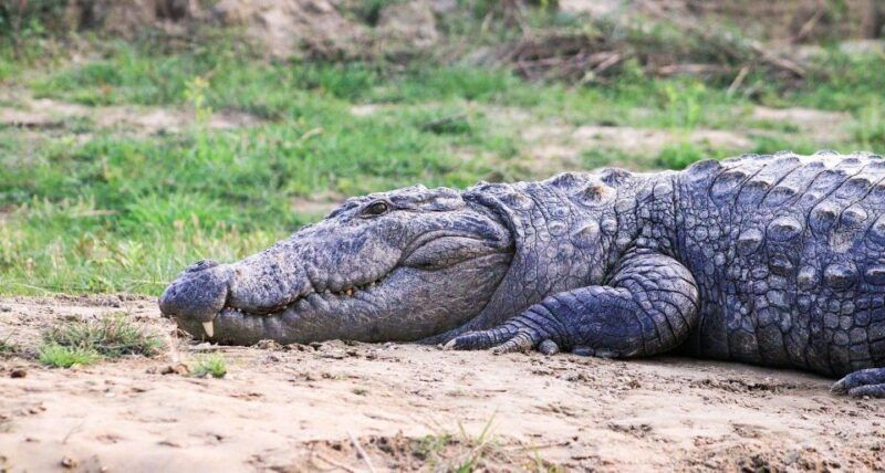 wonders-of-wildlife-4-day-chitwan-national-park-tour