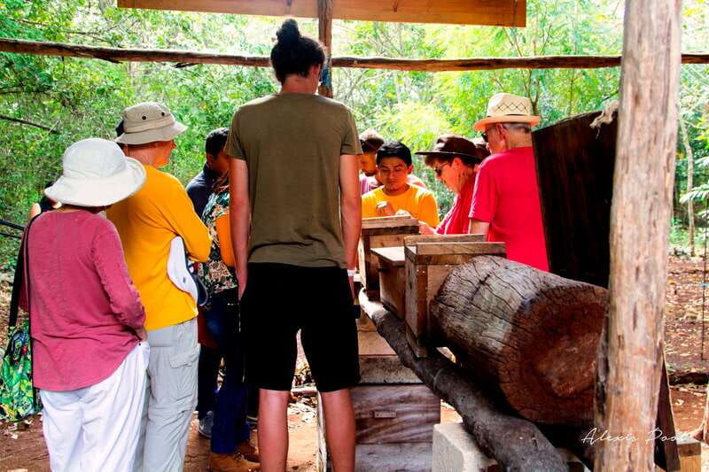xkopek-mayan-bees-tour-and-honey-tasting-in-valladolid