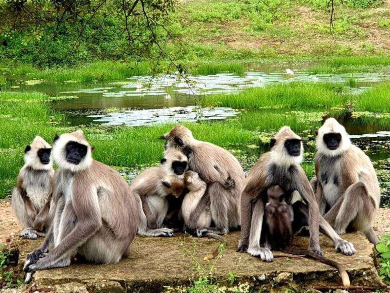 yala-national-park-7-hour-12-hour-leopard-safari-tours