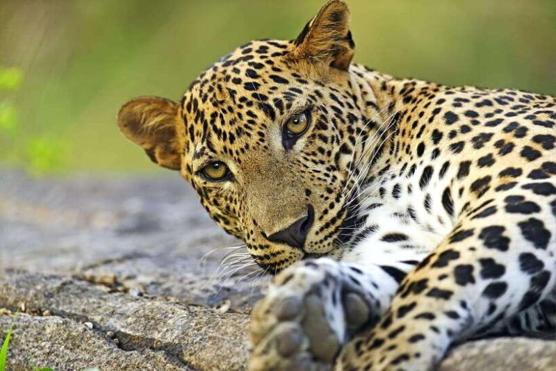 yala-national-park-7-hours-or-full-day-tour