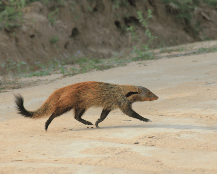 yala-national-park-7-hours-wildlife-safari-tour