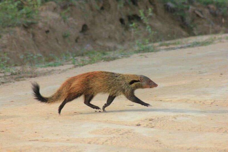 yala-national-park-full-day-wildlife-safari-with-lunch