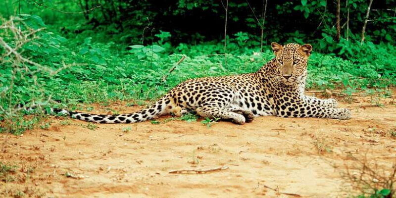 yala-national-park-leopard-safari-day-tour-from-colombo