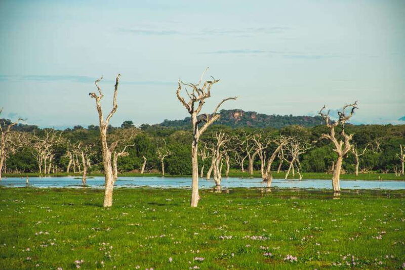 yala-national-park-leopard-safari-half-full-day-safari