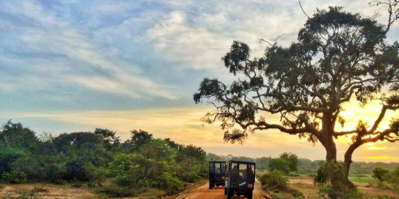 yala-national-park-morning-or-afternoon-golden-hour-safari