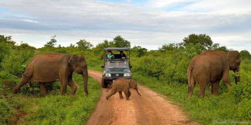 yala-national-park-private-safari-day-trip-with-lunch