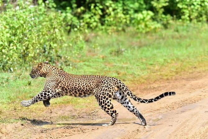Yala National Park Safari from Ella - Introduction