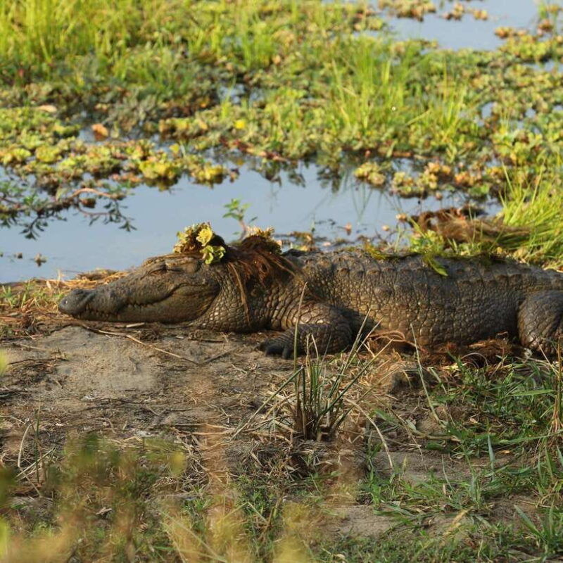 yala-national-park-safari-half-day-or-full-day-tours