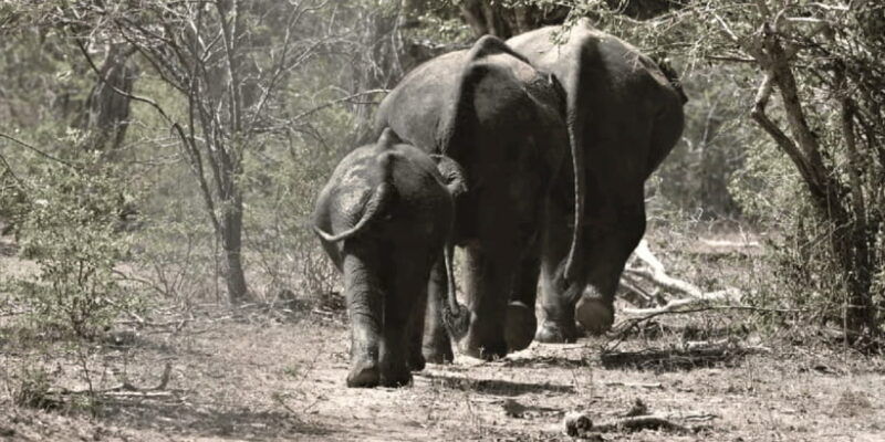 yala-private-safari-full-day-guided-by-a-professional
