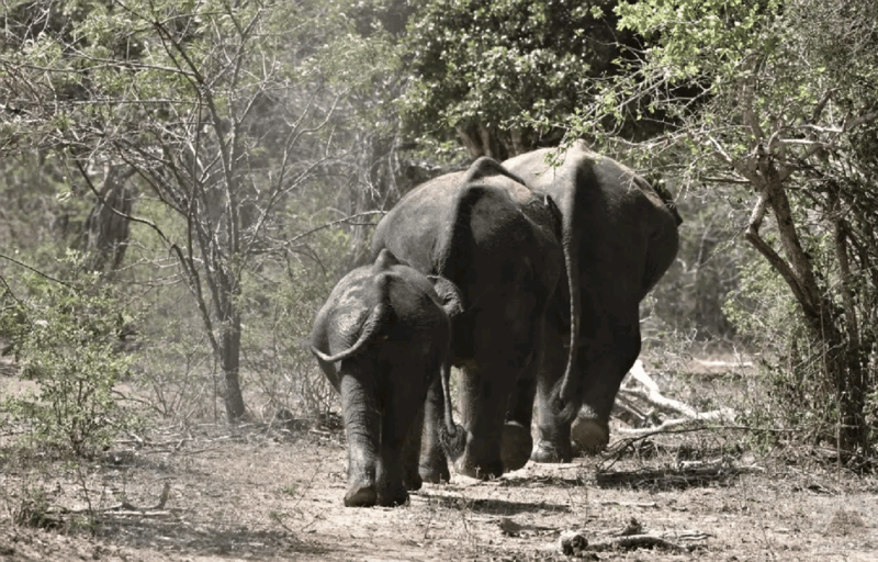 yala-private-safari-full-day-guided-by-a-professional