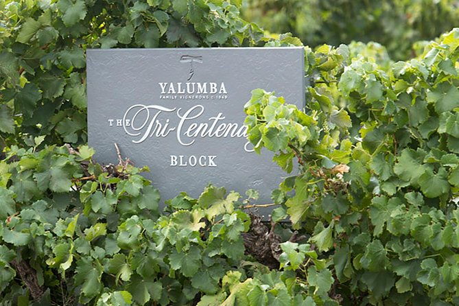 Yalumba Nursery & Grenache Discovery Tour + Platter Lunch - Who Will Love This Experience?