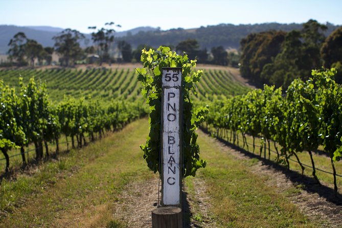 Yarra Valley Premium Tour inc Lunch and Cheese and Wine Pairing at De Bortoli - Exploring the Yarra Valley Premium Tour with Lunch and Cheese & Wine Pairing