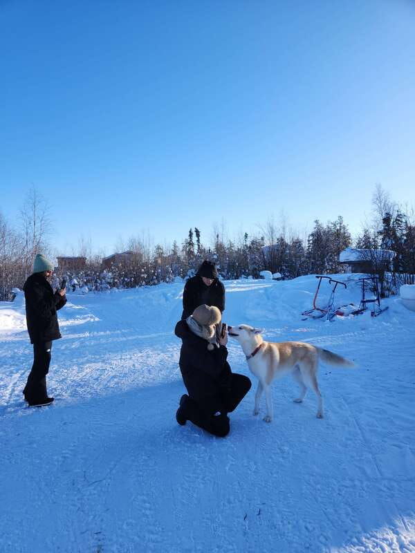 yellowknife-dog-sledding-tour