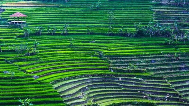 yogyakarta-selogriyo-temple-and-rice-terrace-soft-trekking