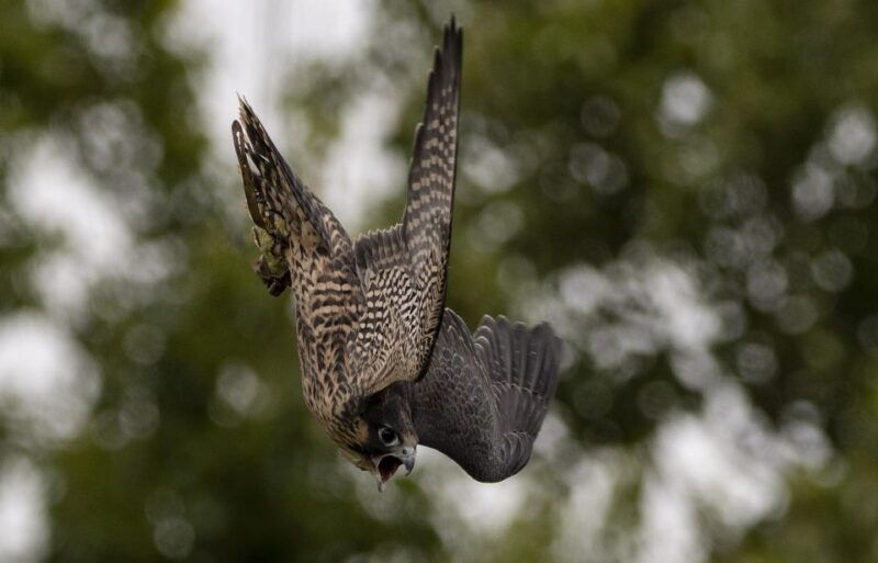 york-york-bird-of-prey-centre-entry-ticket