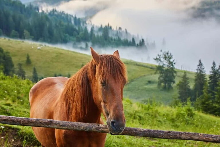 1 Day Horse Riding Adventure in Borjomi Mountains - An In-Depth Look at the Borjomi Horse Riding Tour