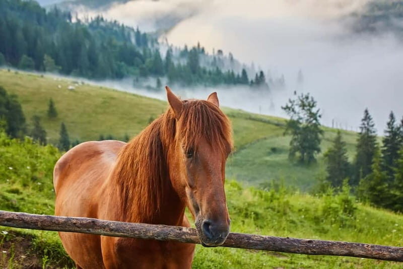 1 Day Horse Riding Adventure in Borjomi Mountains - An In-Depth Look at the Borjomi Horse Riding Tour