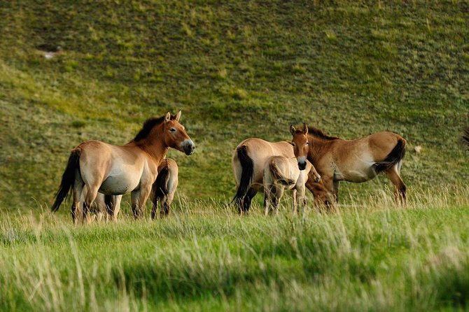 1 Day Tour: Khustai National Park - Key Points