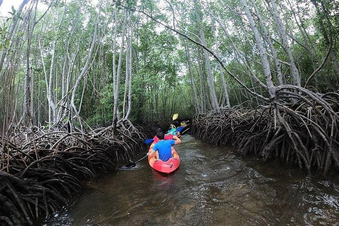 1 Hour Mangrove Tour From Lembongan with Kayak, Paddle, or Boat - An In-Depth Look at the 1 Hour Mangrove Tour