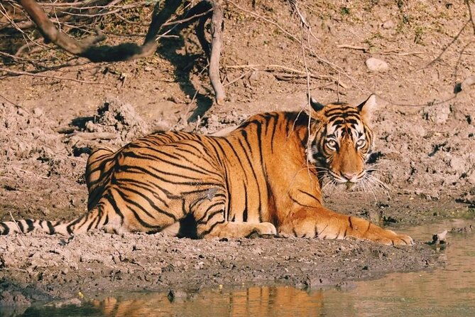 08 Days Golden Triangle Tour with Ranthambore and Jhalana Safari - Why This Tour Stands Out