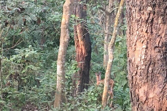 2 Night 3 Days Chitwan Jungle Safari Tour from Kathmandu - The Itinerary: What to Expect