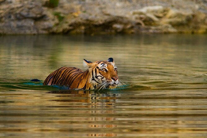 3-Day Private Ranthambhore Tiger Tour Including Delhi, Agra, Jaipur - What Makes This Tour Stand Out?