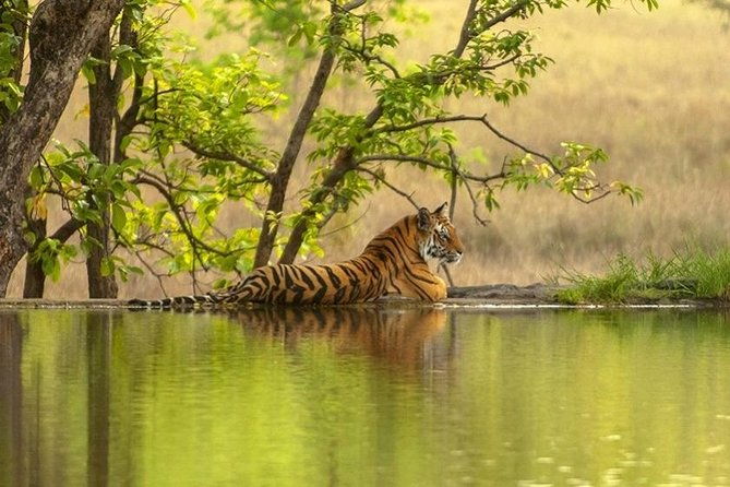 4 Day Golden Triangle Tour With Ranthambore Tiger Safari India - Key Points