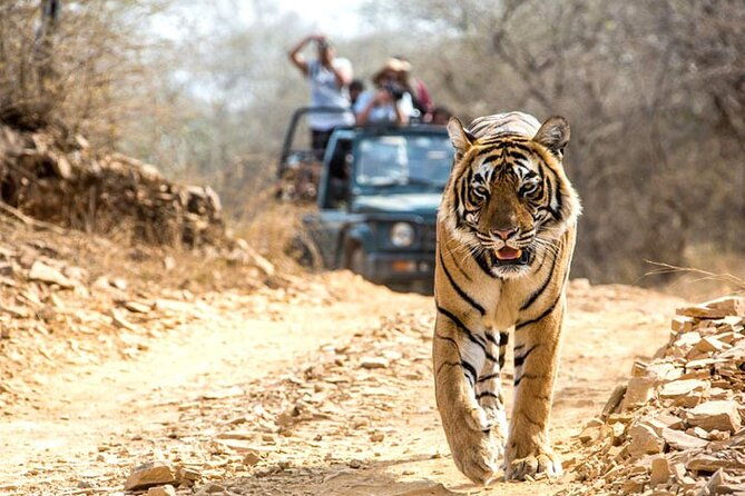 4-Day Private Ranthambhore Tiger Tour Including Delhi, Agra and Jaipur - The Breakdown of the 4-Day Adventure