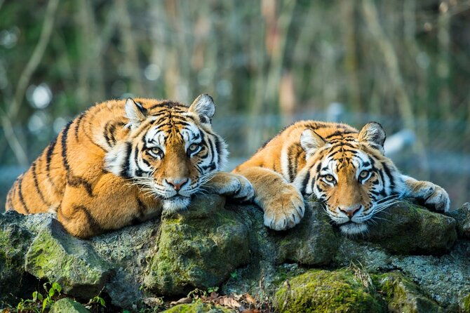 5 Days Golden Triangle with Ranthambore (Delhi Agra Jaipur Ranthambore Tour) - What Makes This Tour Stand Out?