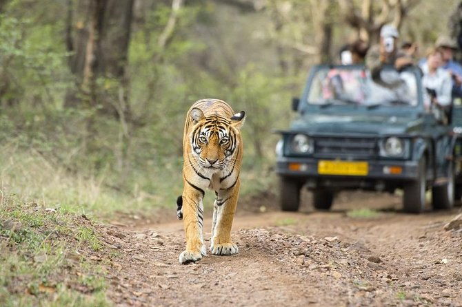 8 Days Private Golden Triangle Tour With Ranthambore - A Deep Dive into the 8-Day Itinerary