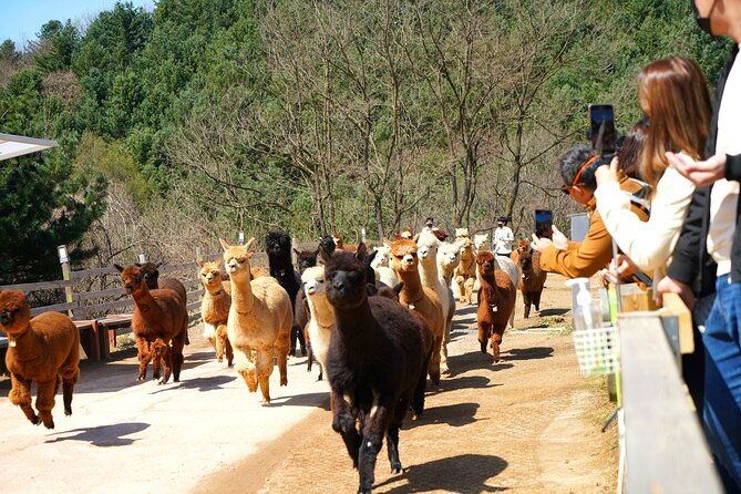 Alpaca World, Railbike and Vivaldi Park Experiences from Seoul - The Value of the Tour