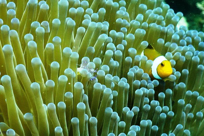 Bali Hai - PADI Advance Open Water Course in Menjangan - A Closer Look at the Experience