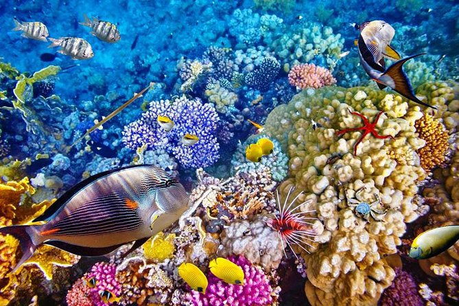 Bali Menjangan Island Snorkeling Day Tour - An In-Depth Look at the Bali Menjangan Island Snorkeling Tour