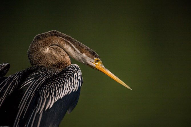 Bharatpur Birding adventure from Delhi - The Sum Up