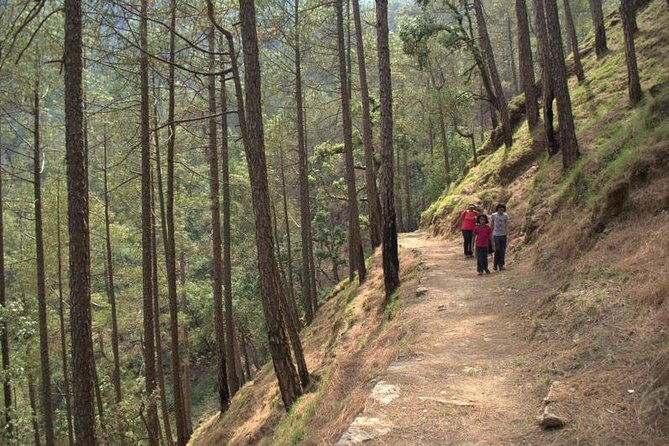 Binsar Sanctuary Walking Holiday - A Detailed Look at the Binsar Sanctuary Walking Holiday
