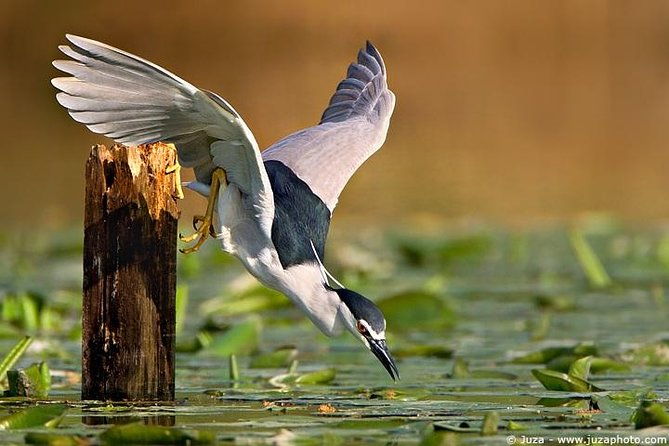 Bird Sanctuary, Bharatpur & Taj Mahal, Agra Day Tour from Delhi - Key Points