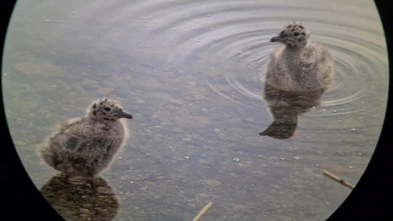 Brigels: High valley safari in Val Frisal - An In-Depth Look at the Brigels High Valley Safari