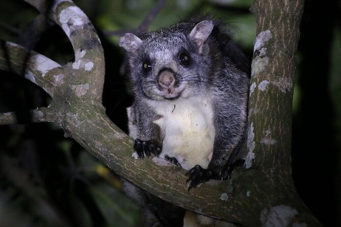 Dandeli Bird Photography Tour - What to Expect from the Dandeli Bird Photography Tour