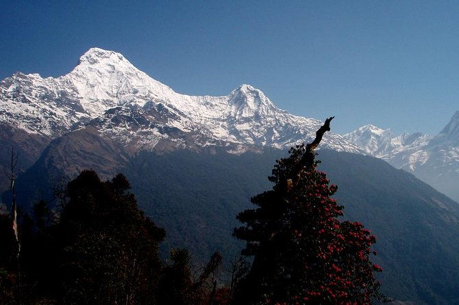 Ghorepani Poon Hill Trek - Introduction: A Trek for Every Adventurer