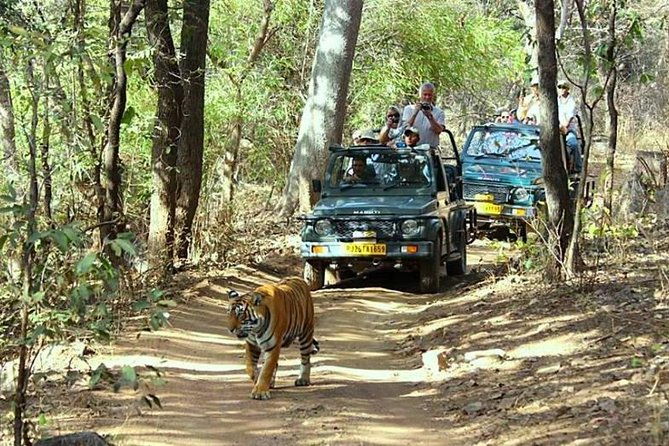 Golden Triangle Tour With Ranthambore Tiger Safari - Introduction: A Well-Rounded Indian Adventure