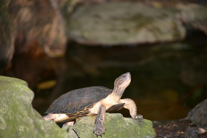 Ninh Binh 2 days 1 night in Bungalow: Hoa Lu-Mua Cave -Tam Coc-Bike-Cuc Phuong - Why This Tour Works Well