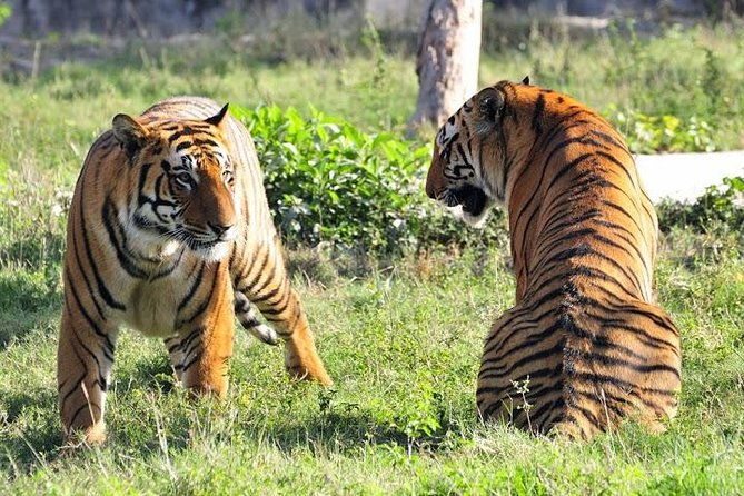 Private 4-Day Ranthambhore Tiger Safari Tour to Agra and Jaipur from Delhi - The Real Value of This Tour