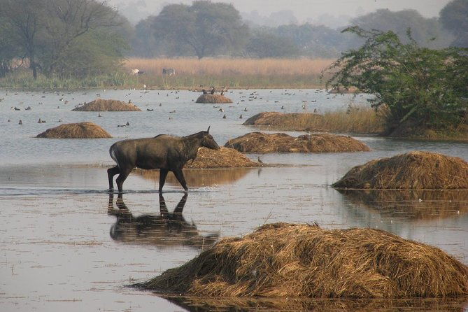 Sultanpur The wonder of Birding from Delhi - Discovering Sultanpur: An Authentic Birding Experience