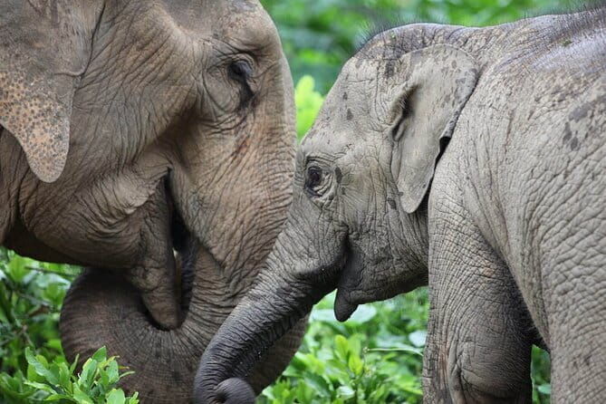 Taj Mahal Tour with Enchanting Elephant Sanctuary Visit - Key Points