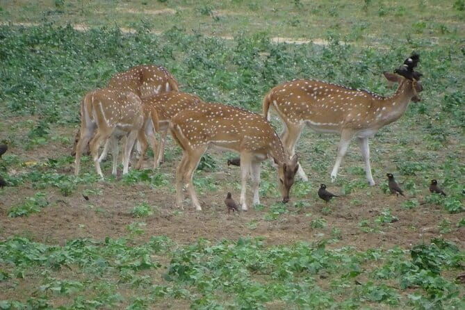 Udawalawe Jeep Safari - An In-Depth Look at the Udawalawe Jeep Safari Experience