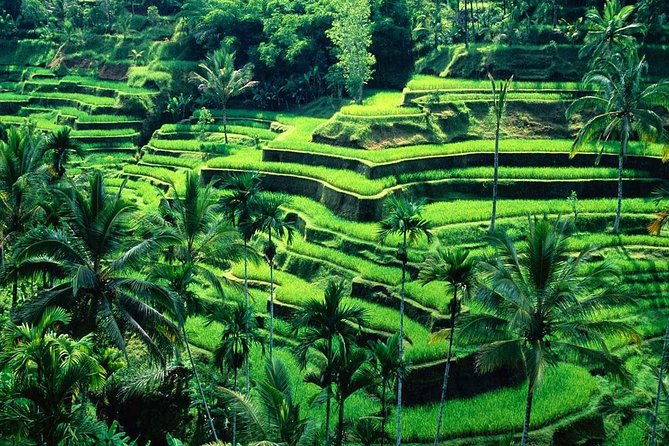 Wonderful Of Ubud Tours - Why This Tour Offers Great Value