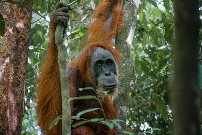 2 Days Ethical Jungle Trek in Sumatra - Key Points